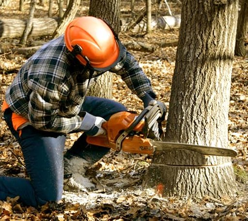 Tree Removal in Smithfield, IL